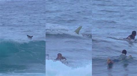 Panicked Surfers Rush To Shore As Massive Shark Chases Them Through