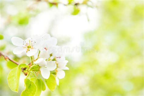 Pear Tree In White Flowers Stock Photo Image Of Season 118006124
