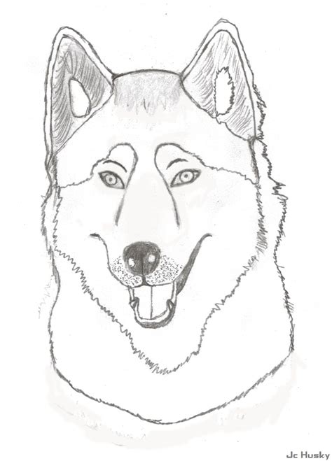 Free Siberian Husky Coloring Pages Download Free Siberian Husky