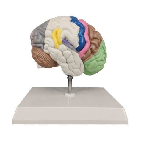 Half Brain Model Colored Sensory And Motor Areas