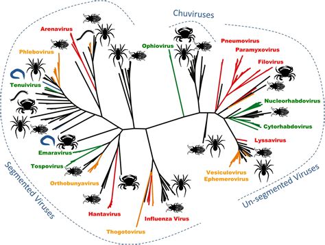 Phylogeny Are Arthropods At The Heart Of Virus Evolution Elife