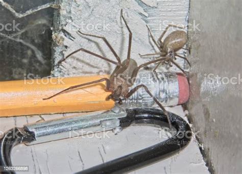 2 Brown Recluse Spiders Stock Photo Download Image Now Brown