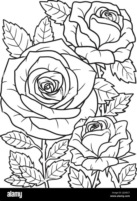 Rose Flower Coloring Page For Adults Stock Vector Image And Art Alamy