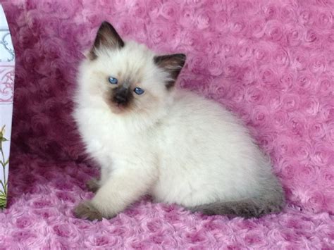 When Do Ragdoll Kittens Develop Their Colorful Coats