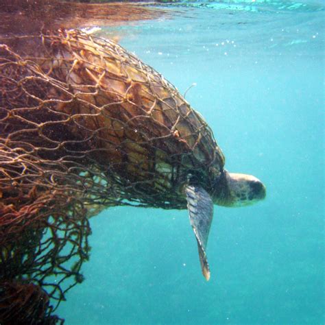 How Marine Debris Is Impacting Marine Animals And What We