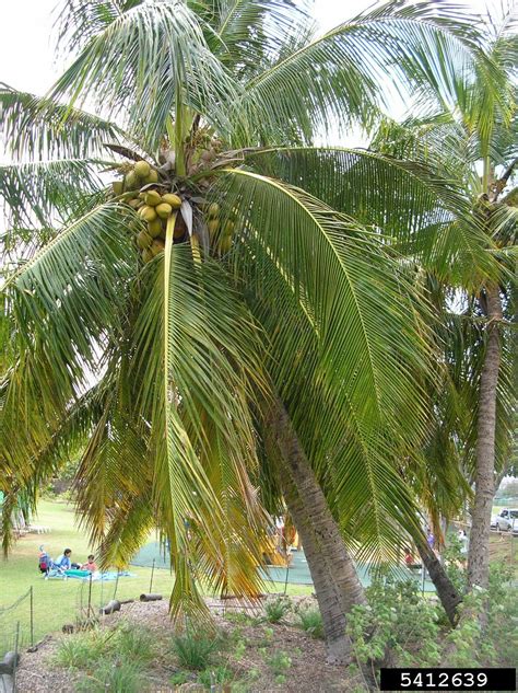 O Coqueiro Cocos Nucifera é Uma Das Espécies De Palmeira