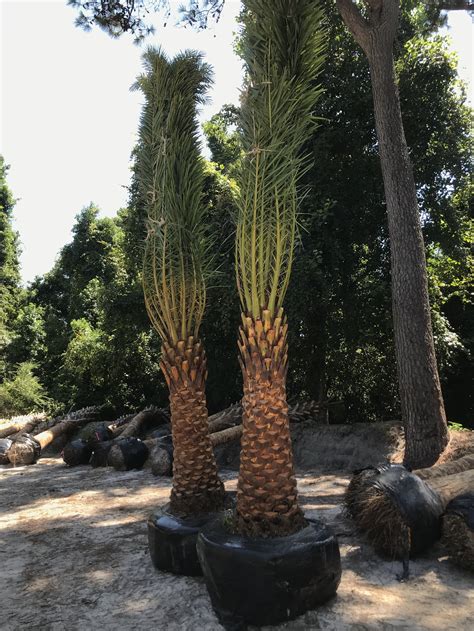 Sylvester Date Palm — Palm Trees Ltd