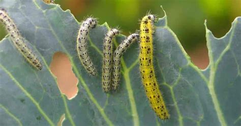 How To Control The Caterpillars Eating Your Garden