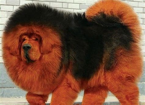 14 Tibetan Mastiff Facts You Never Knew About Page 3 Of 5 The Dogman