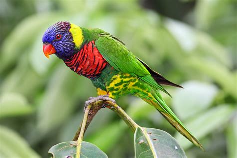 Rainbow Lorikeet Australian Animals