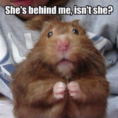 Pin By Deborahandanthony Evans On Funny Funny Hamsters Funny Animals