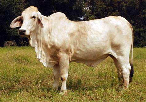 See more ideas about cattle, brahman, animals. Triton Farms :: Lottie, Louisiana :: Beef Bred American Brahman Cattle