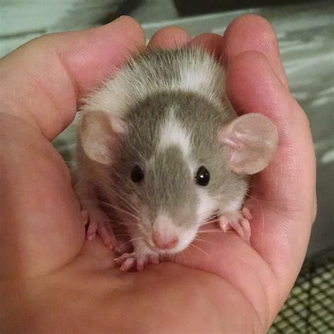 The Recessive Dmbo Gene Causes Rats To Have Large Round Ears These Dumbo Rats Are Popular