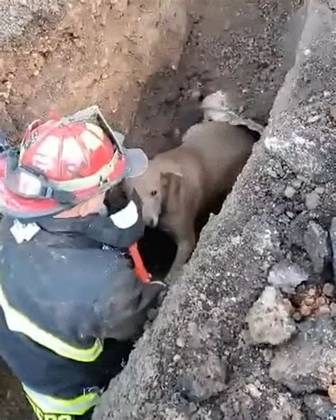 Heroic Firefighter Rescues Trapped Dog Stuck In Drain This Dog Just