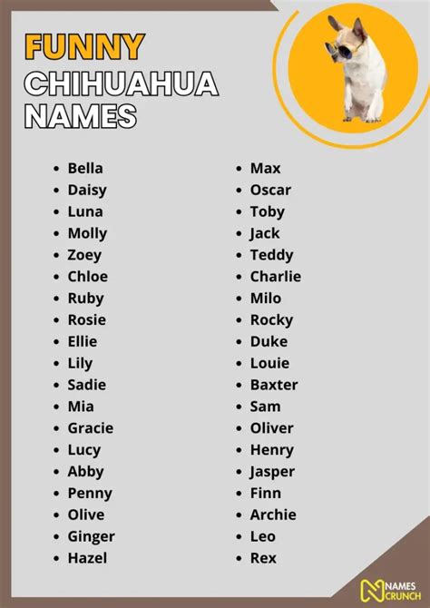 520 Funny Names For Chihuahuas Names Crunch