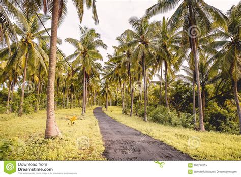 Coconut Palms And Road In Tropical Island Tropical Trees Way In