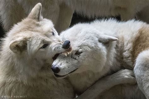Fighting Wolves By Wolf Ademeit On 500px Animal Attack Animals Wolf