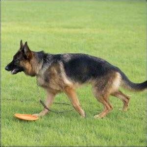 Many people are surprised to learn that marine biology mostly revolves around research. Weight Of German Shepherd | What Things Weigh