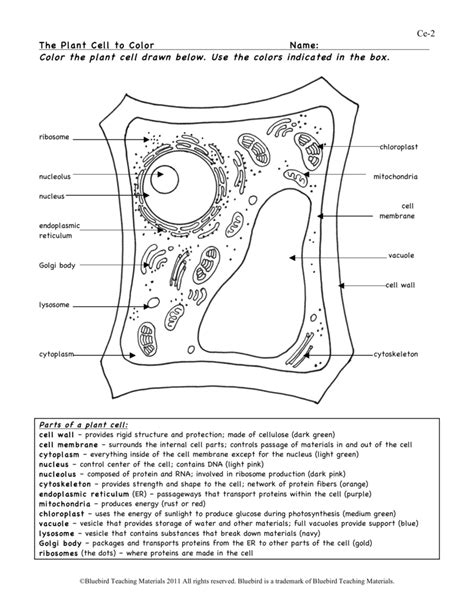 Plant Cell Diagram Enchanted Learning Main Parts Of Plant Cells