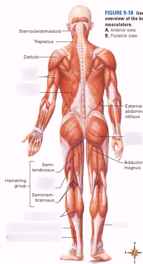 Muscles Posterior View The Muscular System Diagram Quizlet
