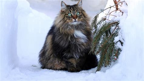14 Rare Cat Breeds Youve Probably Never Heard Of