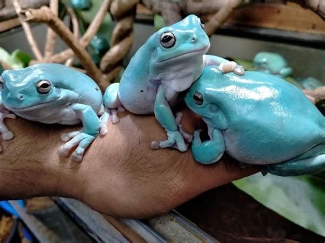 Are Tree Frogs Poisonous To Humans, Dogs, or Cats?