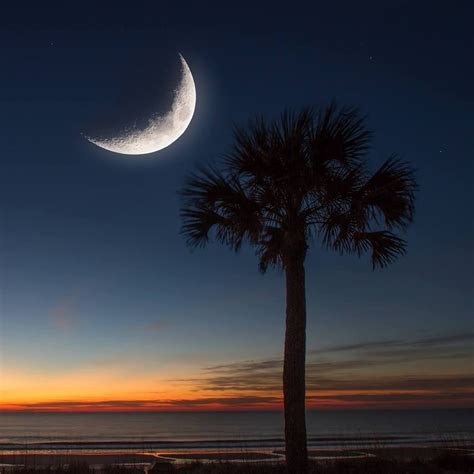 Pin By Lu Sadler On Moon Palmetto Tree South Carolina Flag South