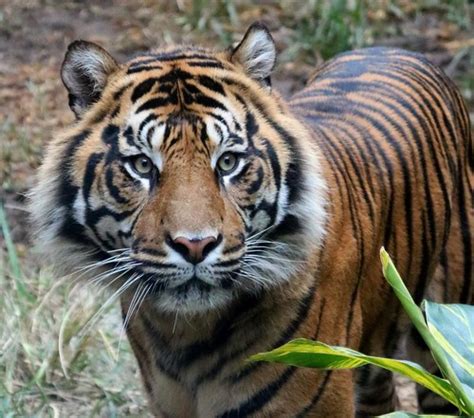 Sumatran Tiger The Sumatran Tiger Is The Smallest Tiger Flickr