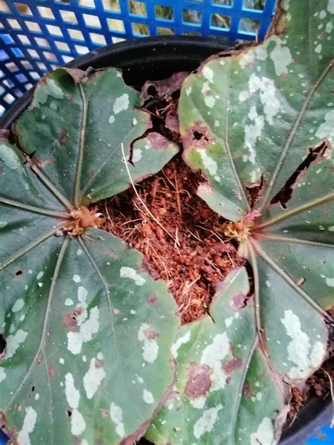 Garden Chronicles Of James David Rex Begonia Jurassic Green Streak