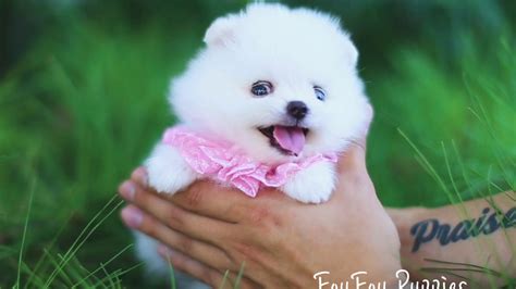 Wow Factor White Teacup Female Pomeranian With Blue Eyes Meet Cindy