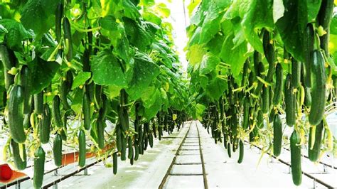 Awesome Greenhouse Cucumber Farm And Harvest Vegetable Agriculture