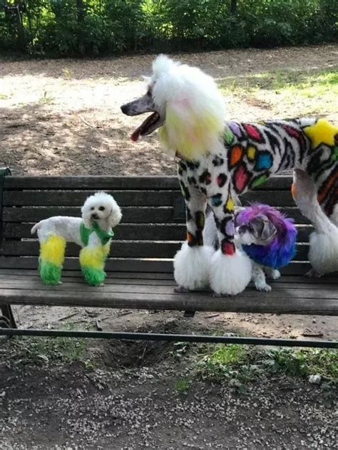 15 Cute Poodles With Better Hairstyles Than You Petpress Dog Grooming