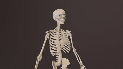 Human Skeleton Highresolution Model 3d Model By Lkuzyakin 657a31e