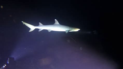 Shark Grotto Diving In Saipan Youtube