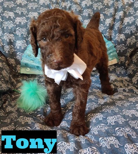 Tony Akc Standard Poodle Florida Puppies Puppy Adoption Puppy Finder