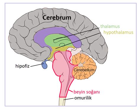 beynin bolumleri commons Sarkaç