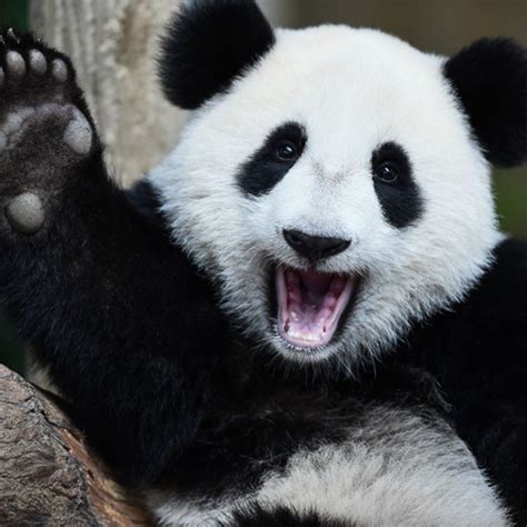 Giant Pandas No Longer Endangered Tank Good News