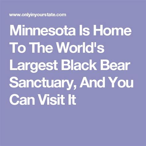 Minnesota Is Home To The Worlds Largest Black Bear Sanctuary Vince