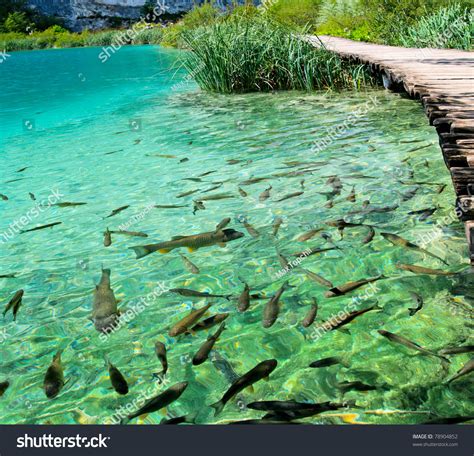 A Photo Of Fishes Swimming In A Lake Taken In The National Park