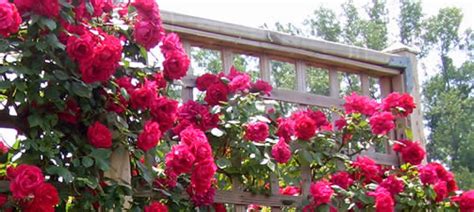 How To Prune A Climbing Rose From The Experts At Wilson Bros Gardens