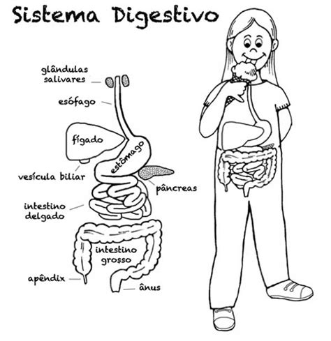 Desenhos Para Colorir Sistema Digestivo Layarkaca21 Lk21