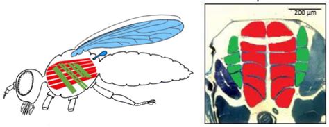 Diagram Ichneumon Wasp Flight Muscles Diagram Mydiagramonline