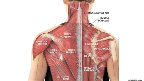 Sometimes shoulder pain can be referred pain, which results from an injury to your neck or another place. Diagram Shoulder Muscles (With images) | Neck muscle ...