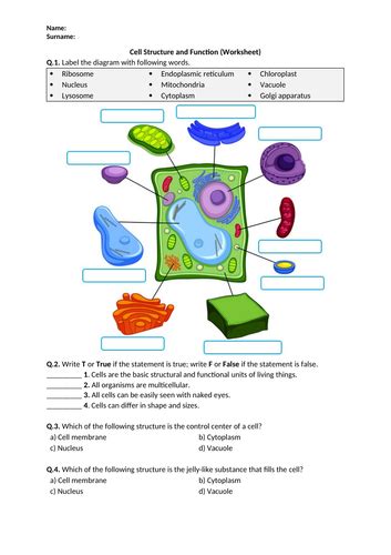 Cell Structure And Function Worksheet Printable And Distance