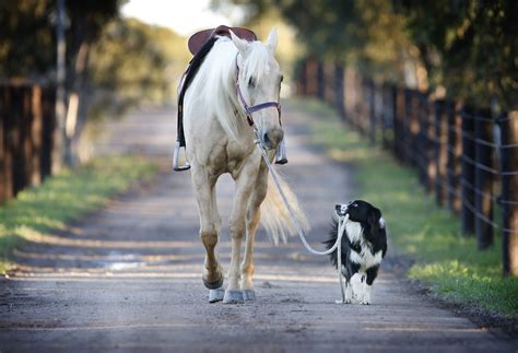 This Charming Dog That Rides Horses Is More Than Just A