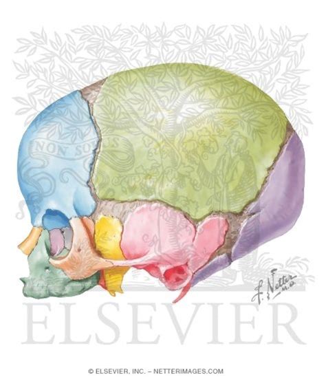 Lateral View Of Newborn Skull