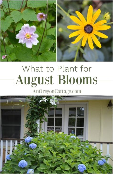 What To Plant For August Blooms An Oregon Cottage