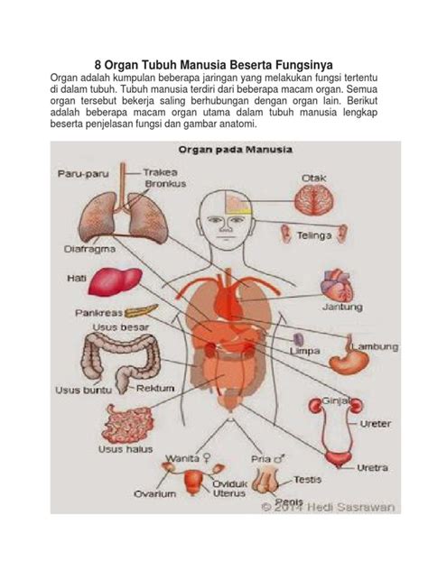 8 Organ Tubuh Manusia Beserta Fungsinya