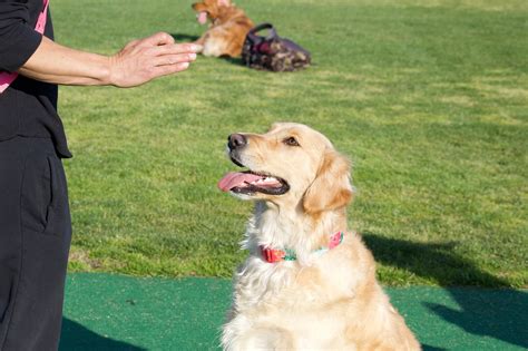 The First Four Essential Dog Training Commands To Teach Your Service Dog