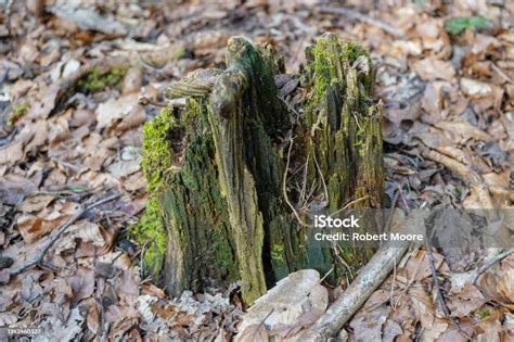 Close Up Of Old Moss Covered Tree Stumps Stock Photo Download Image